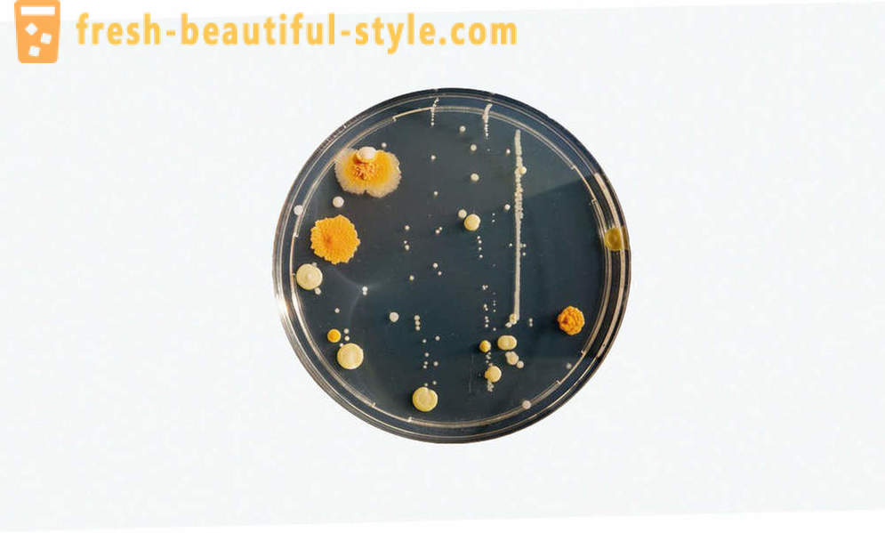 5 felles forestillinger om bakterier