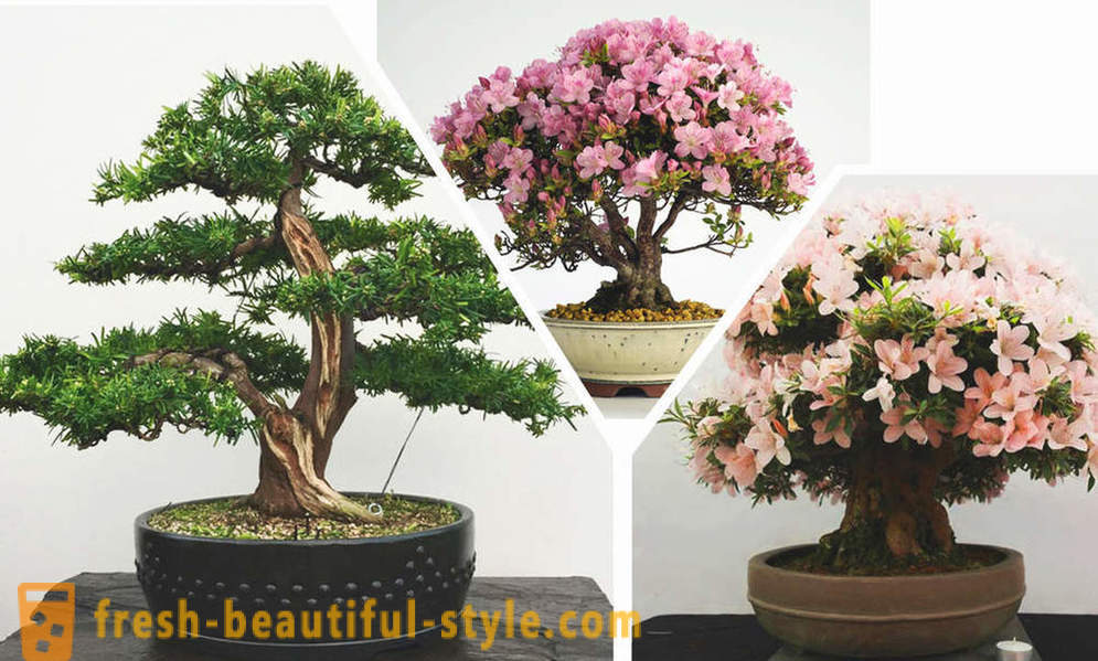 Forenkle se, bonsai: reglene i østlige stil i interiøret