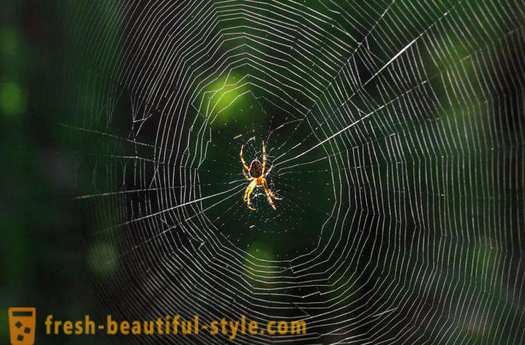 Hvorfor ikke forvirret edderkoppen i nettet sitt?