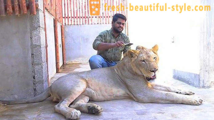 To brødre fra Pakistan førte en løve som heter Simba