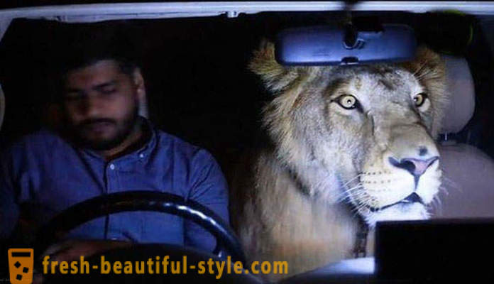 To brødre fra Pakistan førte en løve som heter Simba