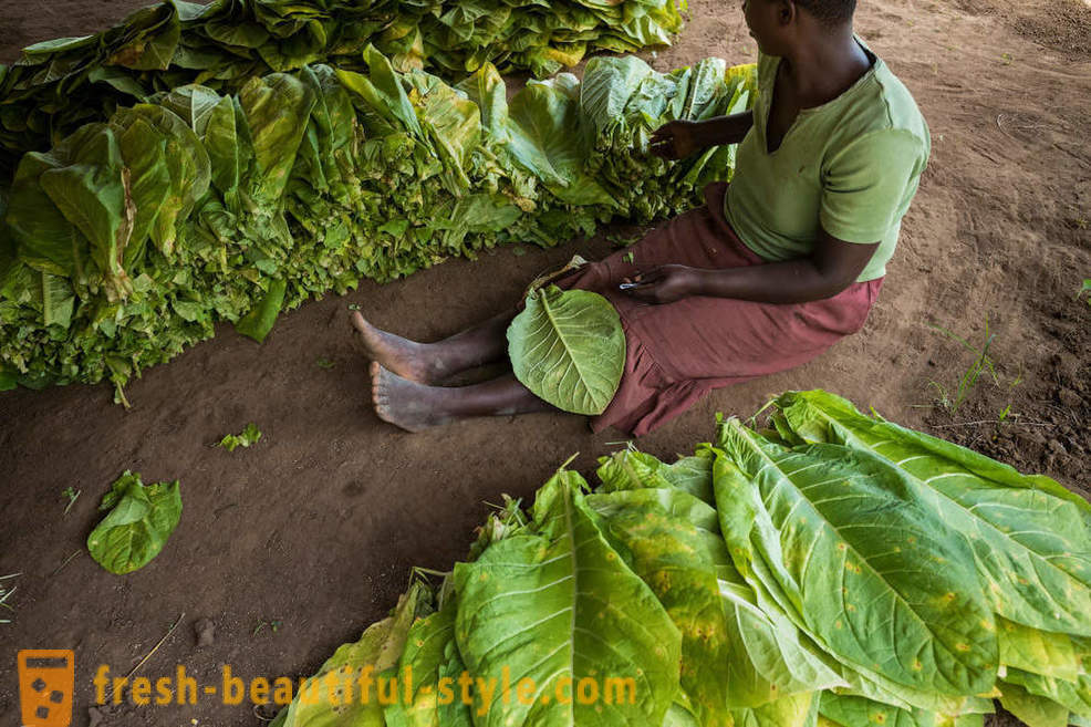 Malawiske tobakksplantasje