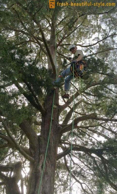 Amerikanske pensjonister, klatrer i trær, redder katter