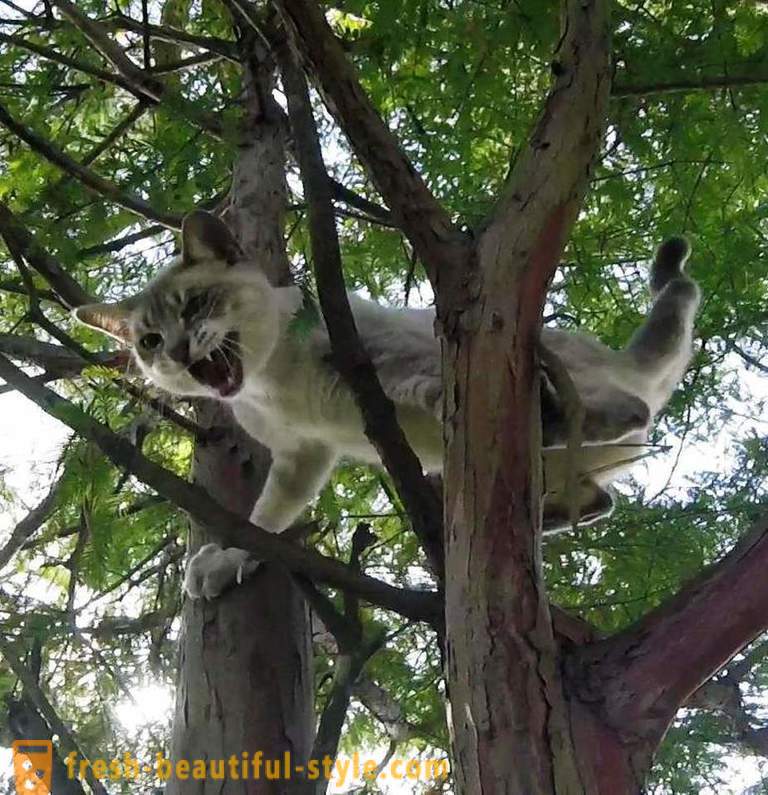 Amerikanske pensjonister, klatrer i trær, redder katter
