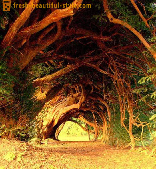 De fleste interessante tunneler av trær