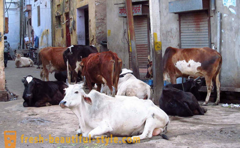 Stray kyr - en av Indias problemer