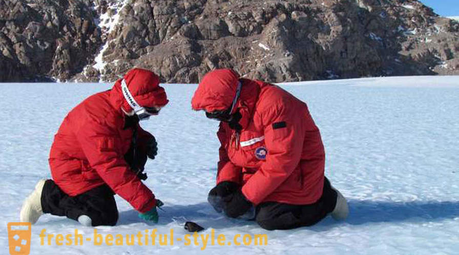 Hva er så sjokkerende, fant forskerne i Antarktis