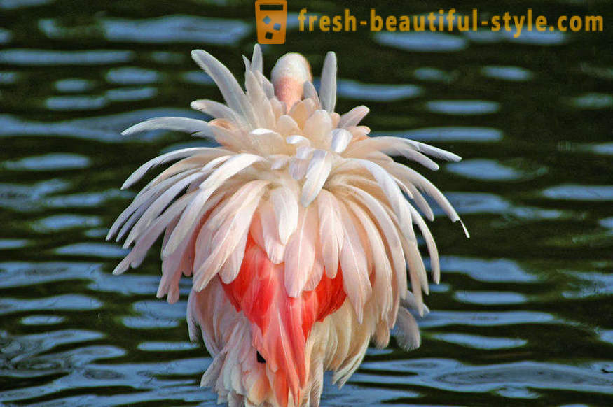 Flamingo - noen av de eldste arter av fugler