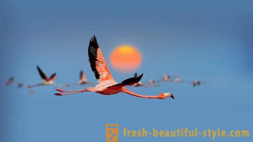 Flamingo - noen av de eldste arter av fugler
