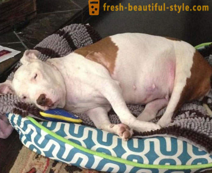 Dying pit bull: en trist historie med en lykkelig slutt