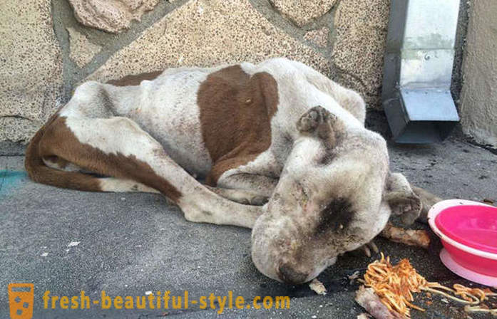 Dying pit bull: en trist historie med en lykkelig slutt