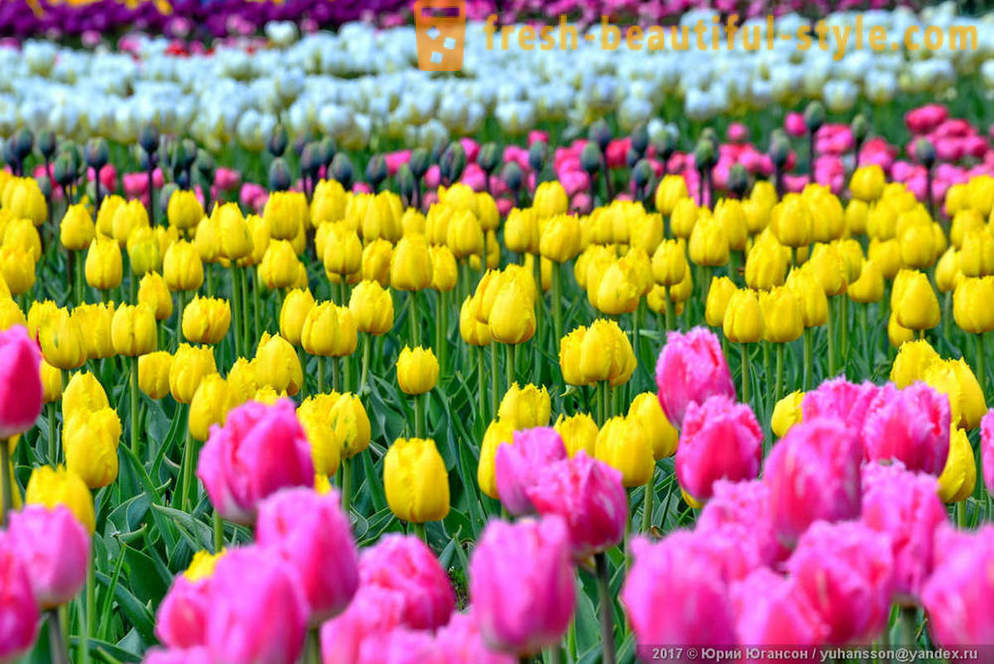 Skjønnhet Krim tulipaner i Nikitsky hagen