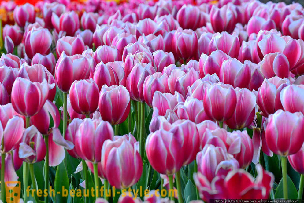 Skjønnhet Krim tulipaner i Nikitsky hagen