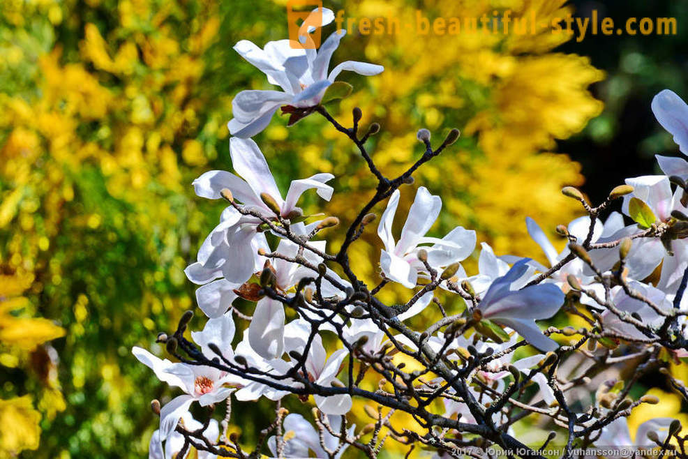 Vakre blomstrende magnolia Krim