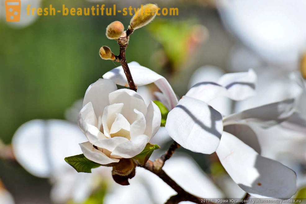 Vakre blomstrende magnolia Krim