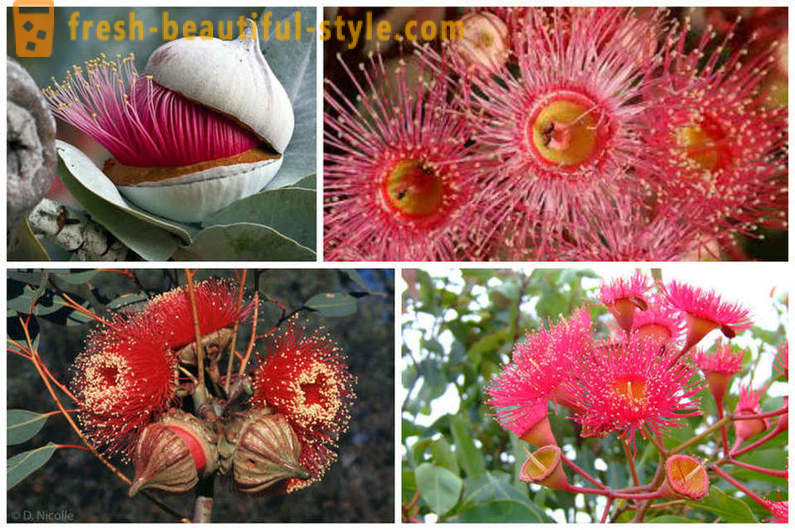 Blomstring eukalyptus og andre naturlige underverk