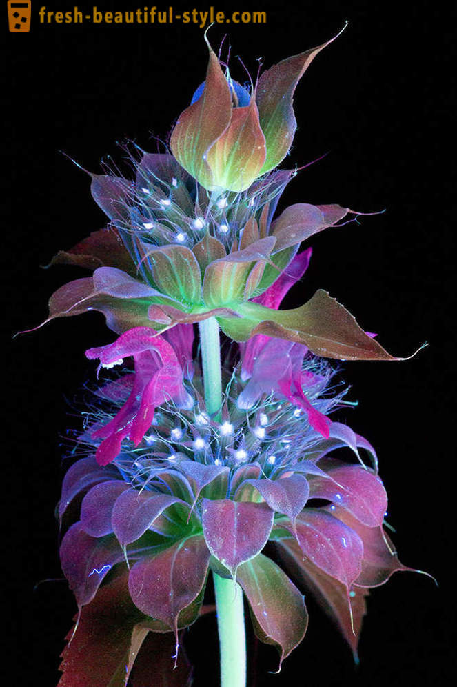 Blendende fotografier av blomster, tente med ultrafiolett lys