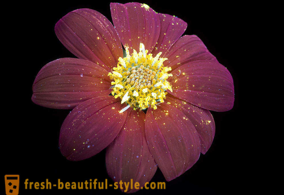 Blendende fotografier av blomster, tente med ultrafiolett lys