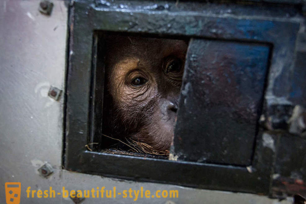 Orangutanger i Indonesia