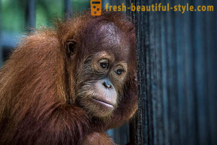 Orangutanger i Indonesia