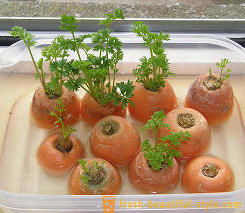 15 vegetabilske avlinger som kan dyrkes på en vinduskarm hjemme