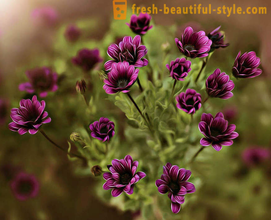 Det fine med blomster i makrofotografering. Vakre bilder av blomster.