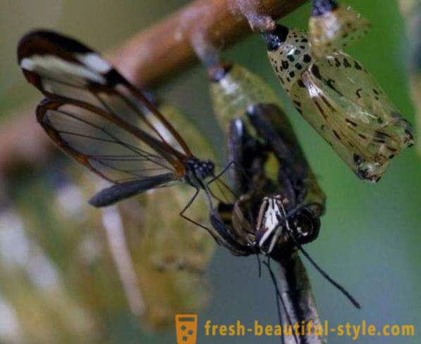 Utrolig butterfly glassvinger