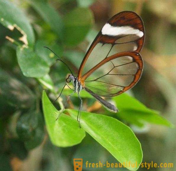 Utrolig butterfly glassvinger