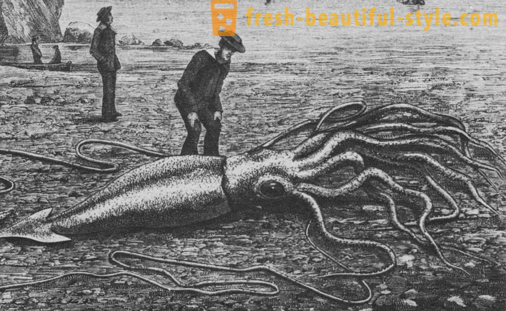 Kraken: den virkelige horror fra dypet