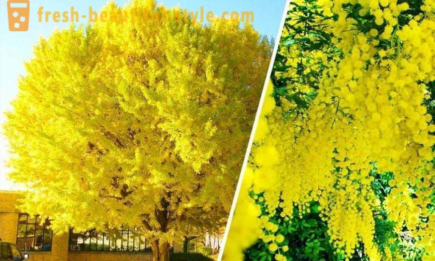 Lyse og uvanlige trær fra hele verden