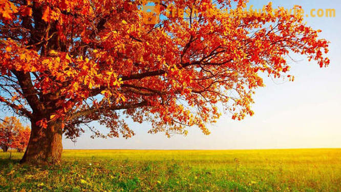 10 koselige fakta om høsten