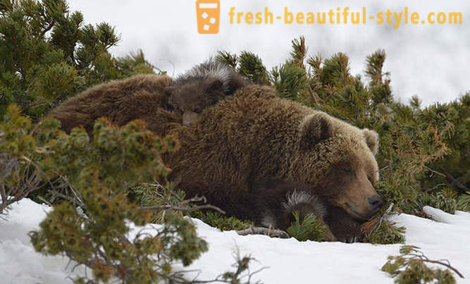 Eller kanskje ikke unikt for den russiske filmen om bjørnen familie?