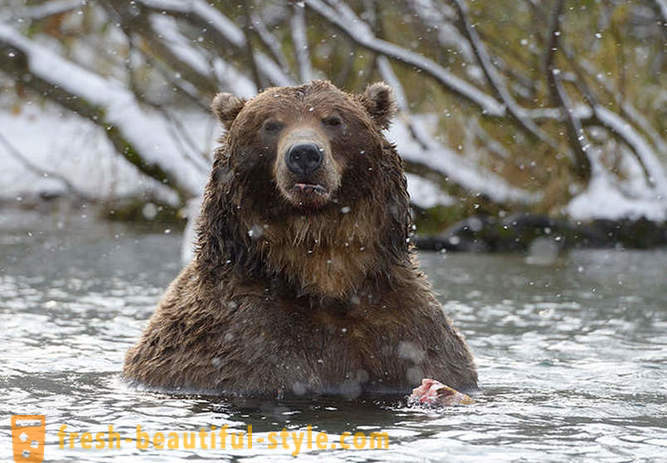 Eller kanskje ikke unikt for den russiske filmen om bjørnen familie?