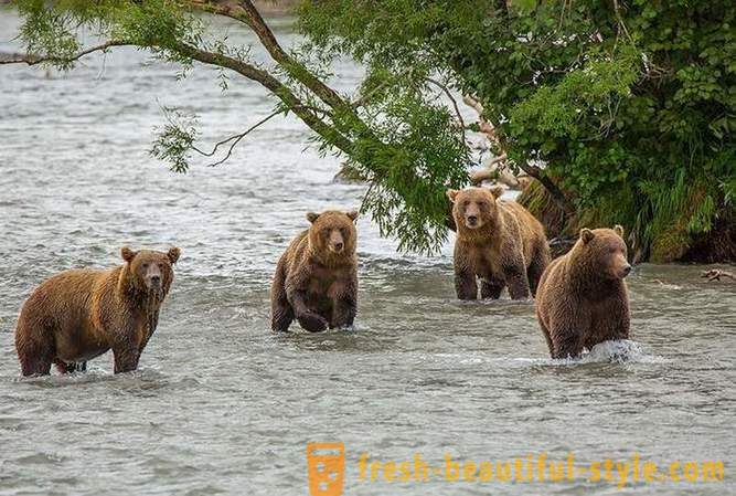 Primordial Kamchatka: Land bjørn