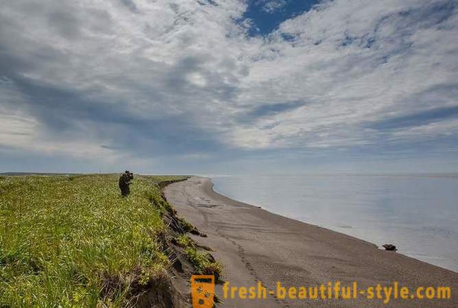 Primordial Kamchatka: Land bjørn