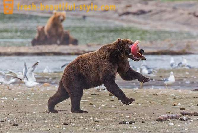 Primordial Kamchatka: Land bjørn