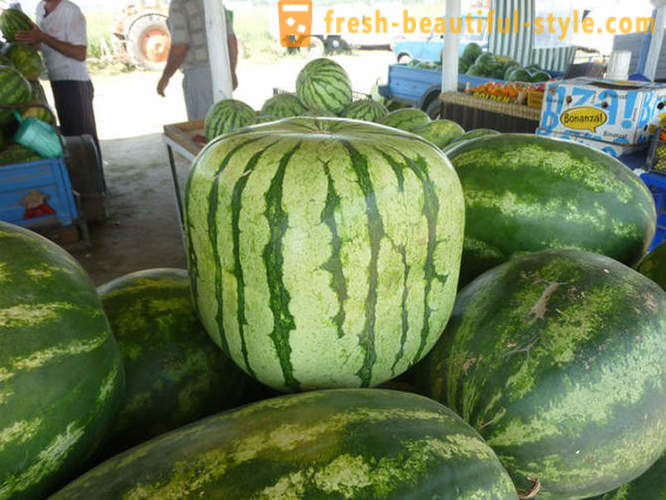 12 velduftende og saftige fakta om vannmelon