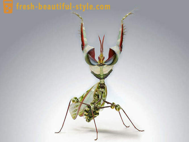 10 av de mest forferdelige planeten biller