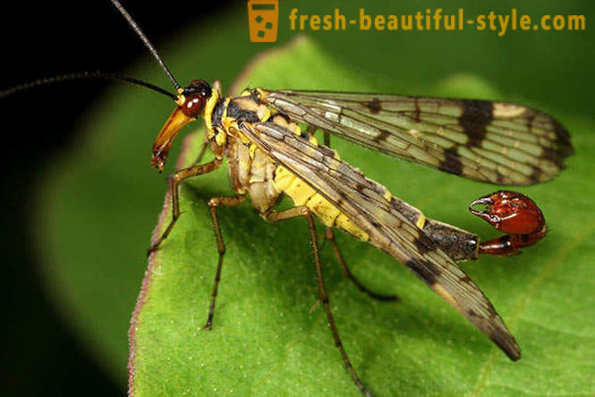10 av de mest forferdelige planeten biller