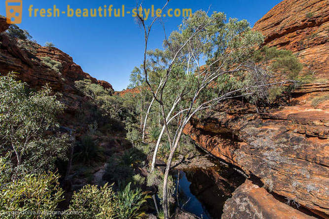 Gå gjennom Kings Canyon i Australia