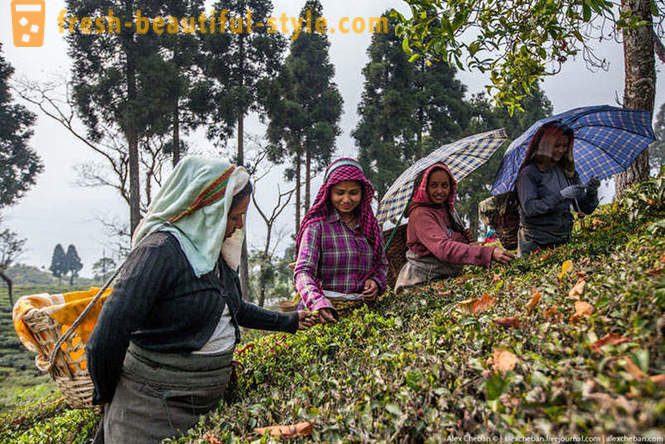 Hvordan samle årets første te avling
