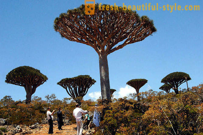 Reis til øya Socotra