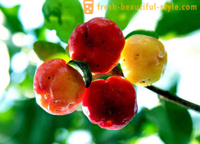 Guide til Eksotiske frukter