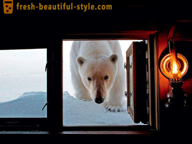 Beste bildene fra 2012 National Geographic