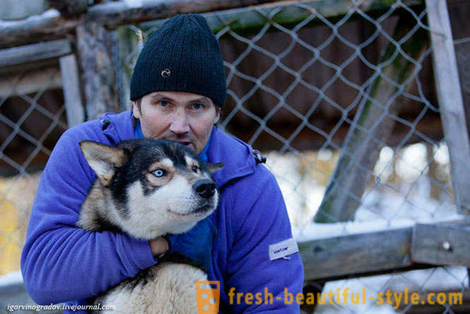 På jakt etter julenissen i rein Siberian husky