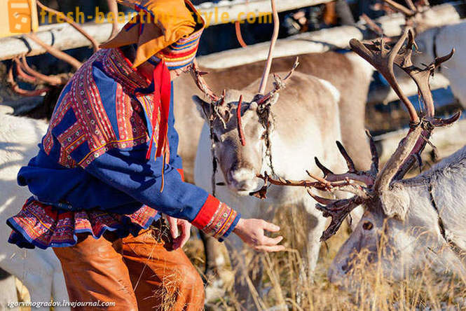 På jakt etter julenissen i rein Siberian husky
