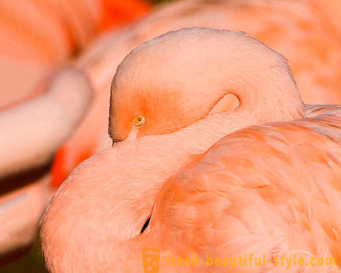 Land rosa flamingoer