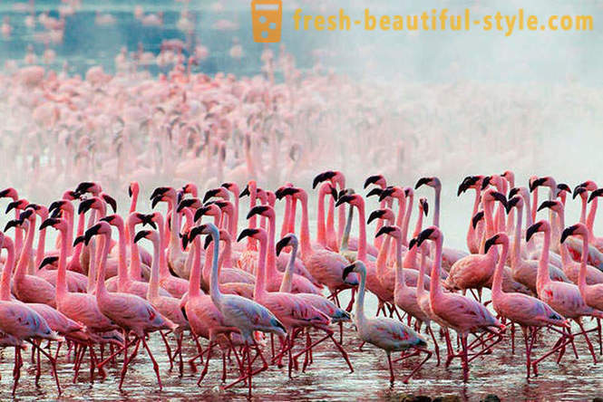 Land rosa flamingoer