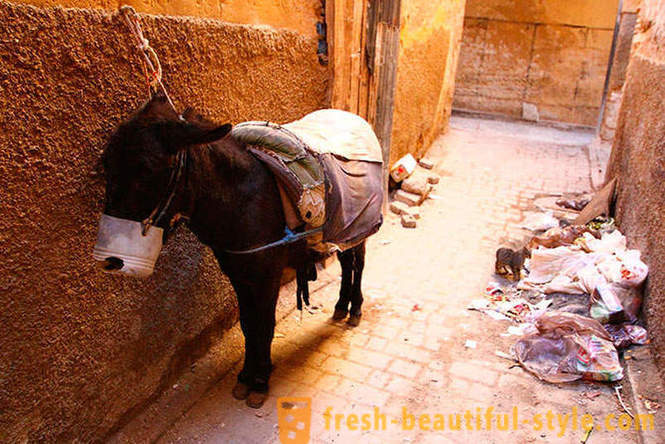 Fez - den eldste av de keiserlige byer i Marokko