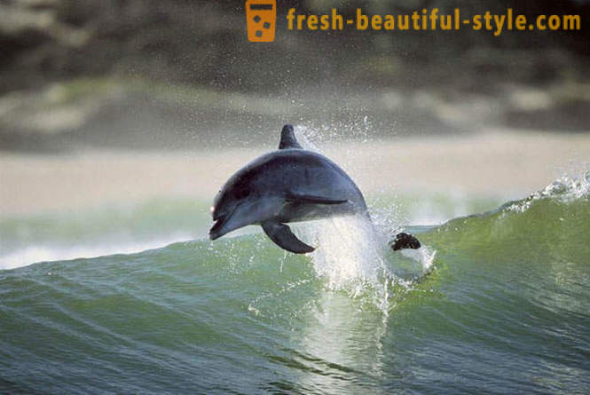 Delfin spill